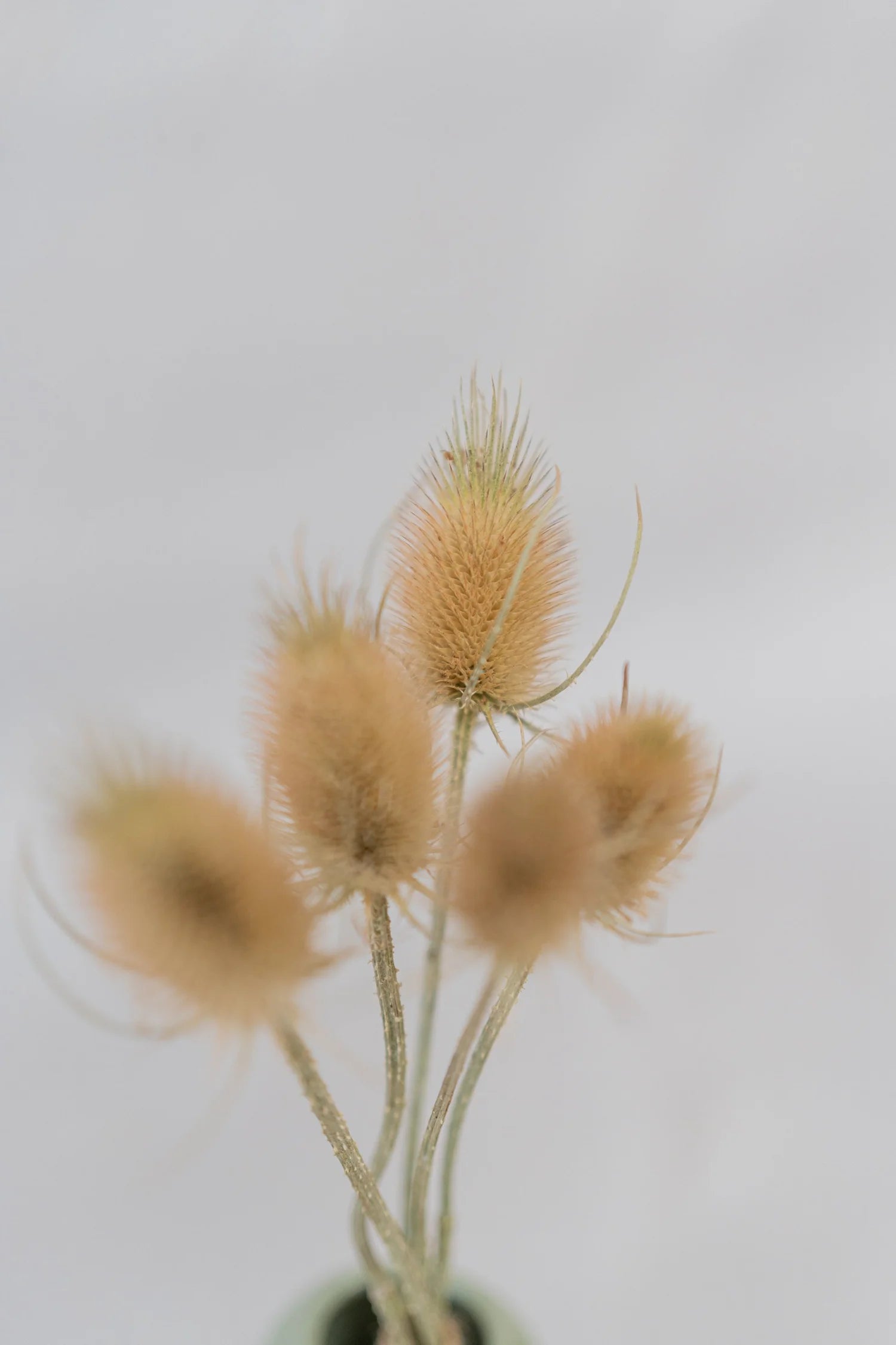 pinard floriculteur paysager grossiste en fleurs séchées mauricie centre du québec