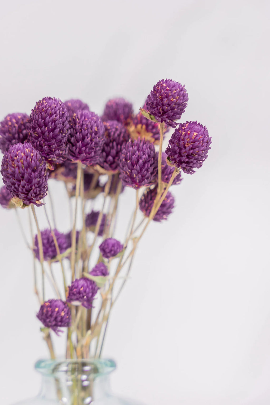 pinard floriculteur paysager grossiste en fleurs séchées mauricie centre du québec