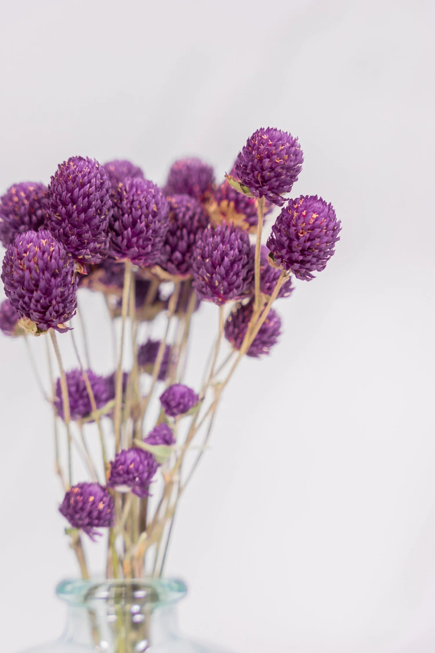 pinard floriculteur paysager grossiste en fleurs séchées mauricie centre du québec