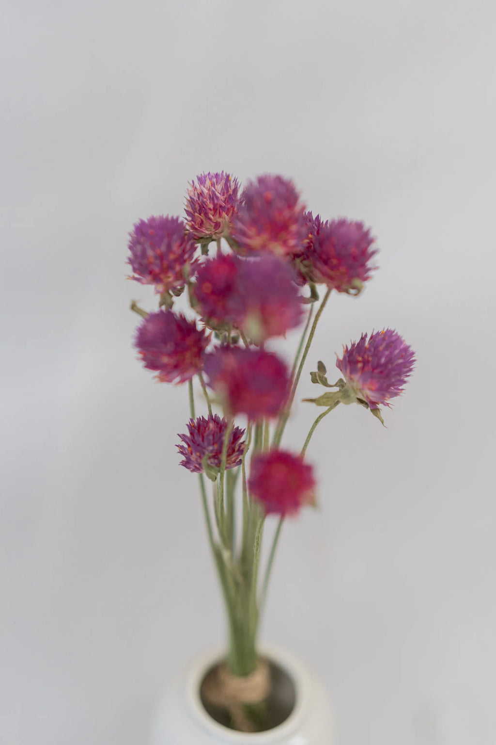 pinard floriculteur paysager grossiste en fleurs séchées mauricie centre du québec