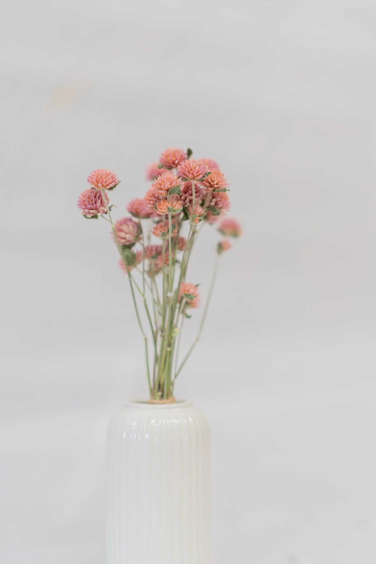 pinard floriculteur paysager grossiste en fleurs séchées mauricie centre du québec