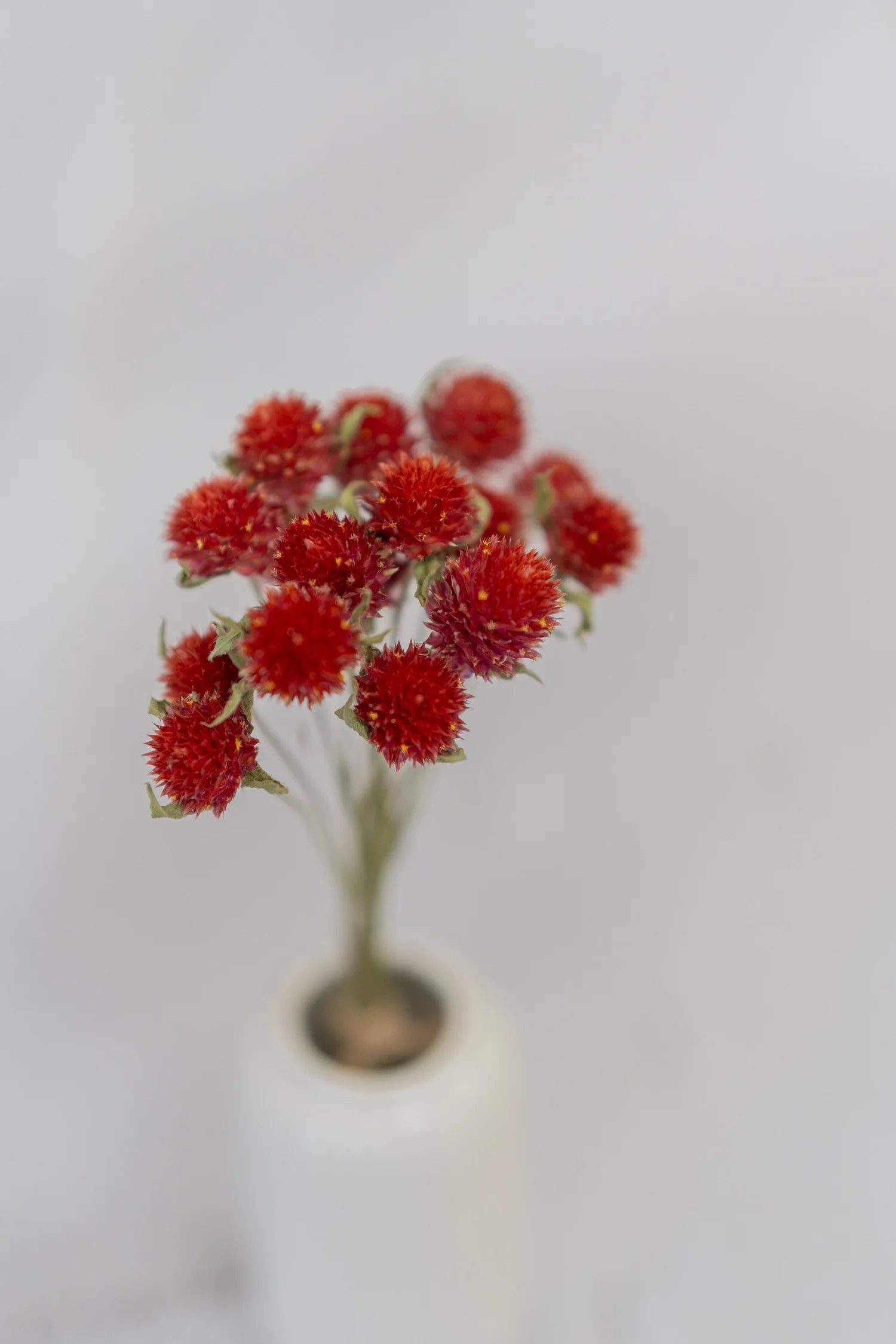 pinard floriculteur paysager grossiste en fleurs séchées mauricie centre du québec