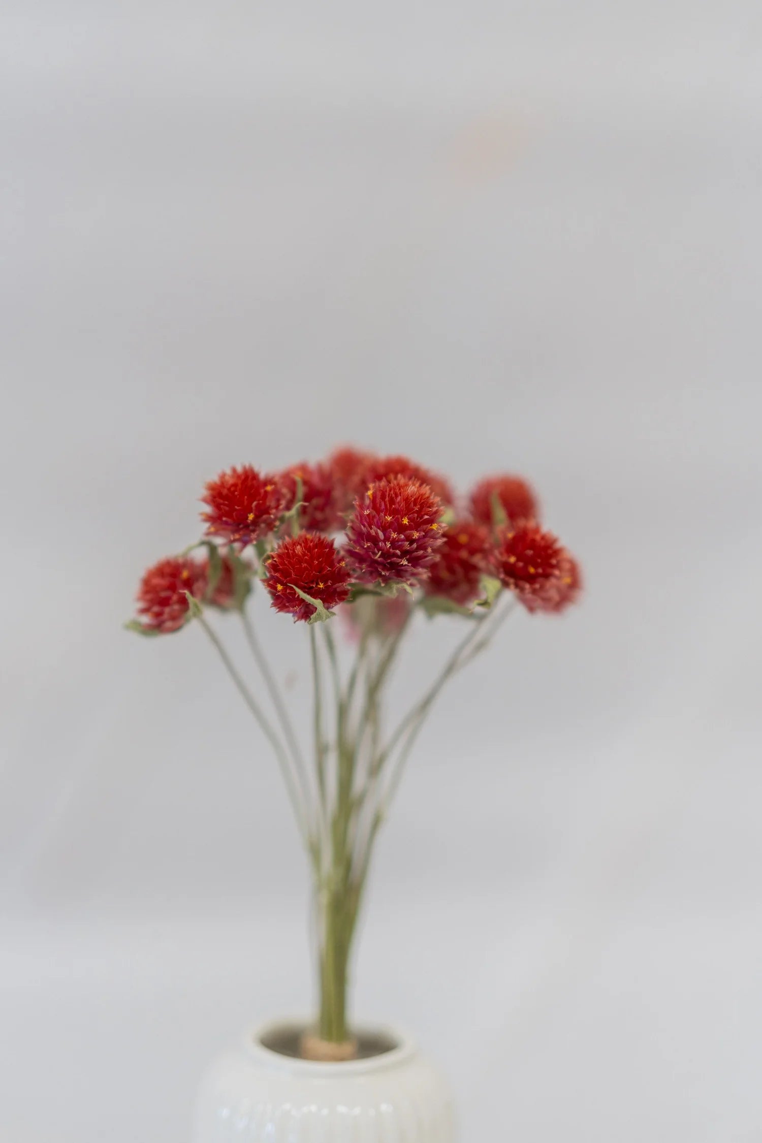 pinard floriculteur paysager grossiste en fleurs séchées mauricie centre du québec