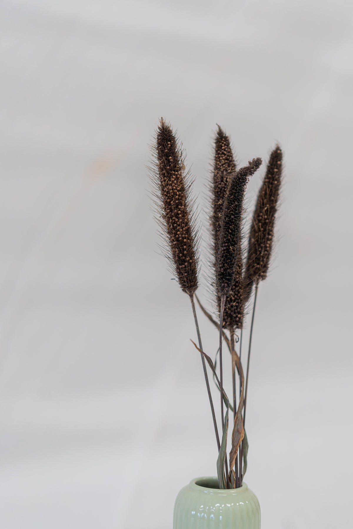 Millet Quenouille