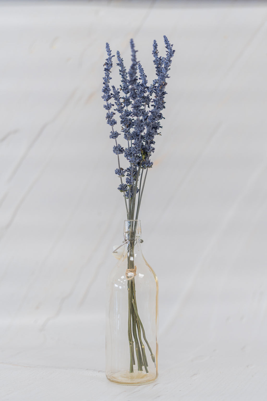 Salvia