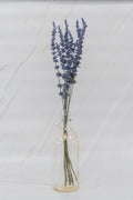 Salvia