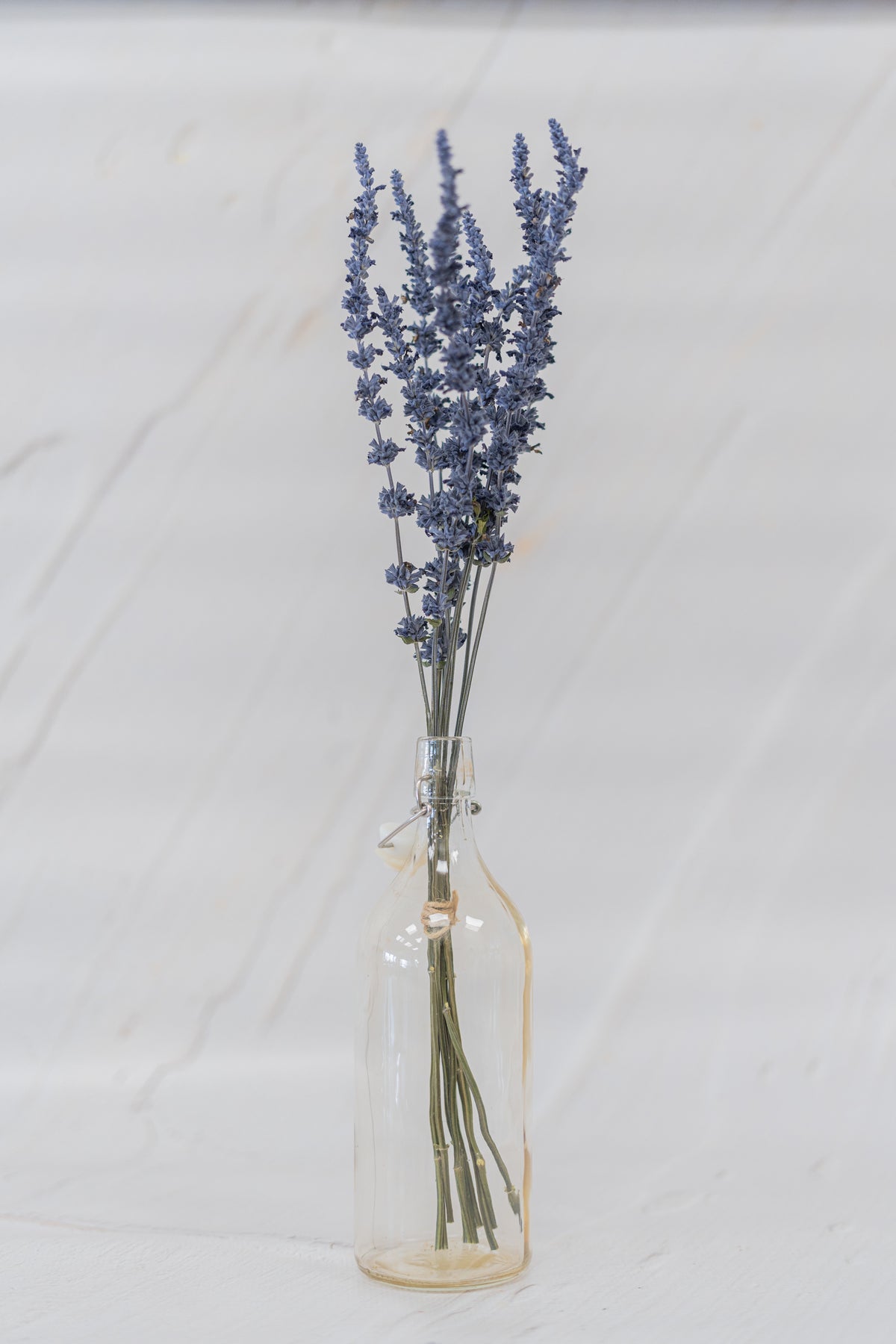 Salvia