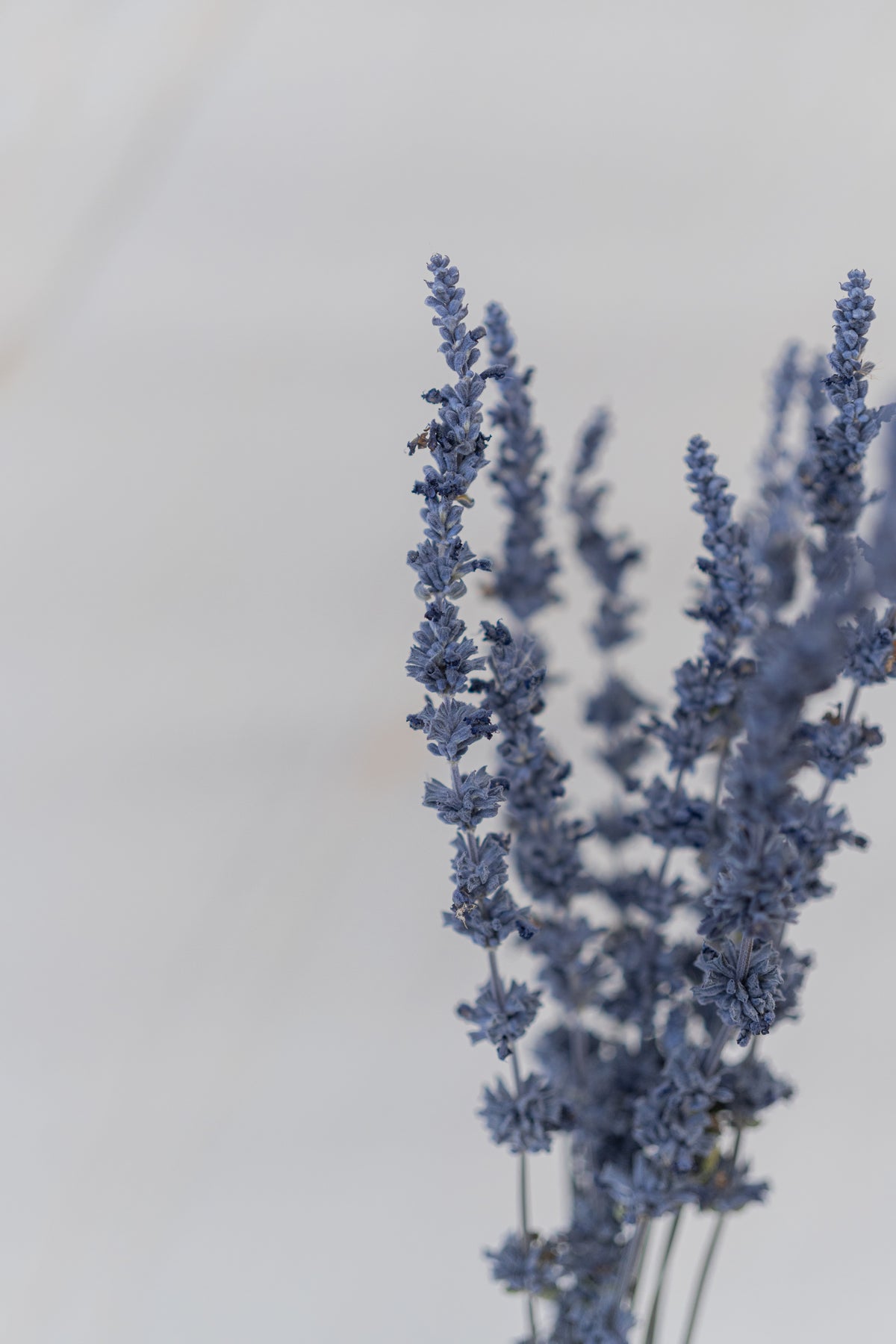 Salvia