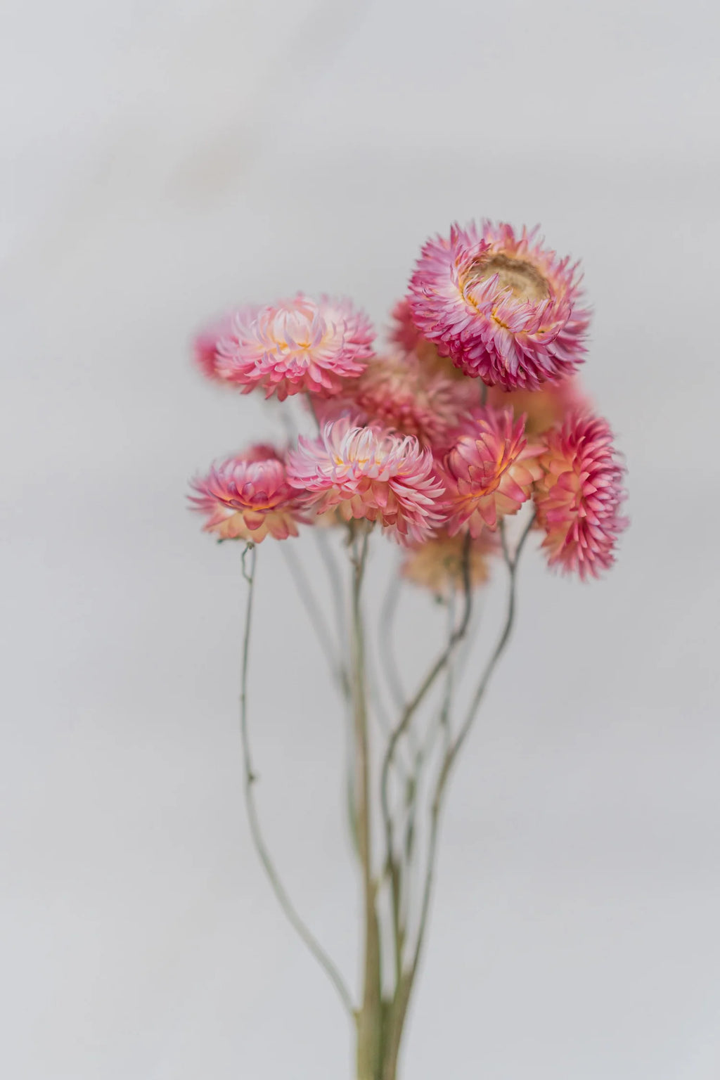 pinard floriculteur paysager grossiste en fleurs séchées mauricie centre du québec