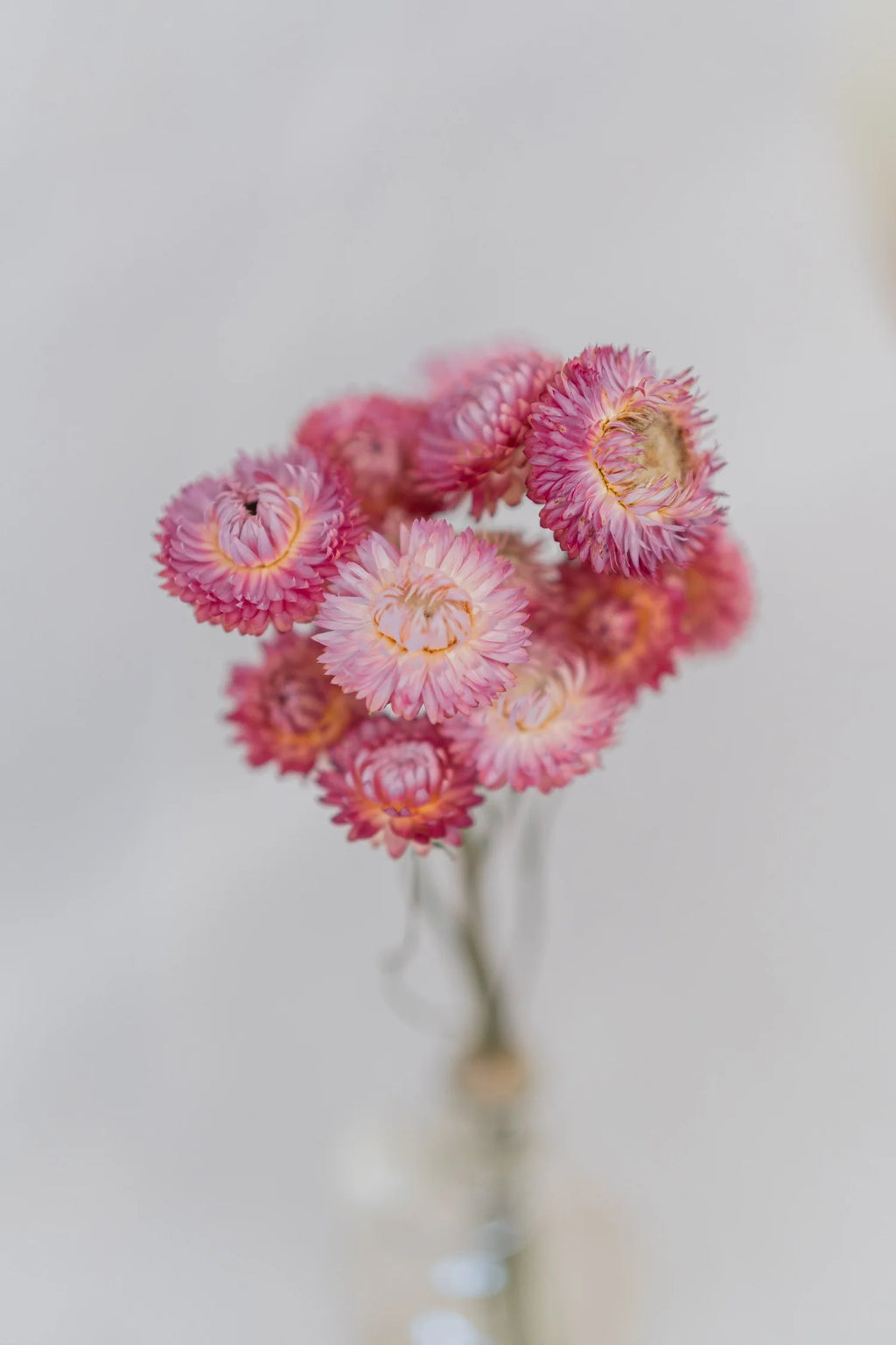 pinard floriculteur paysager grossiste en fleurs séchées mauricie centre du québec