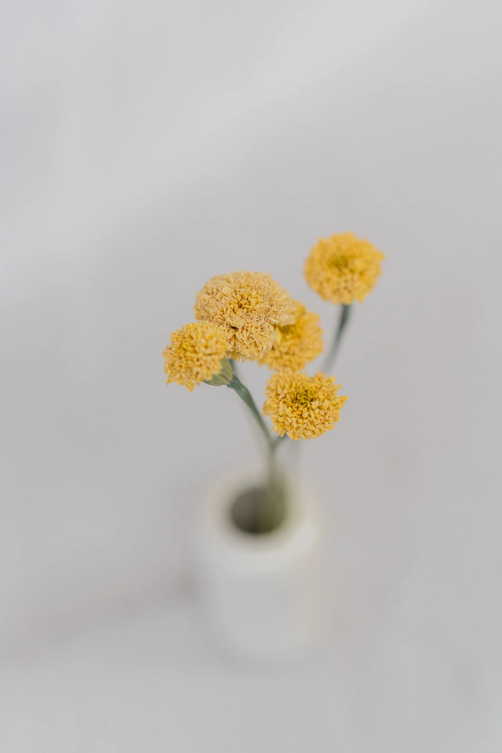 pinard floriculteur paysager grossiste en fleurs séchées mauricie centre du québec