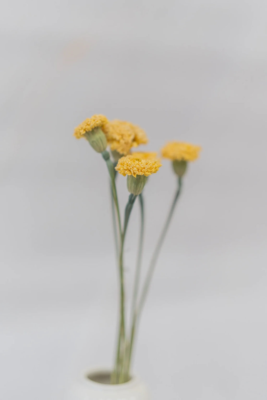 pinard floriculteur paysager grossiste en fleurs séchées mauricie centre du québec