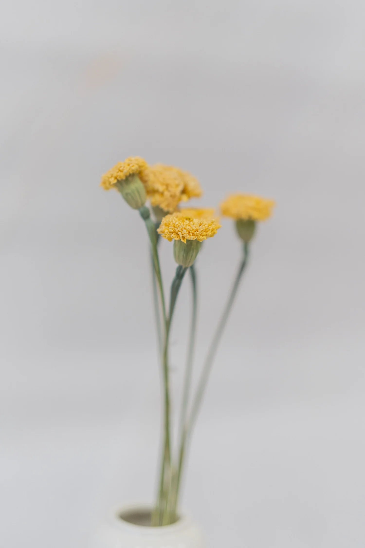 pinard floriculteur paysager grossiste en fleurs séchées mauricie centre du québec