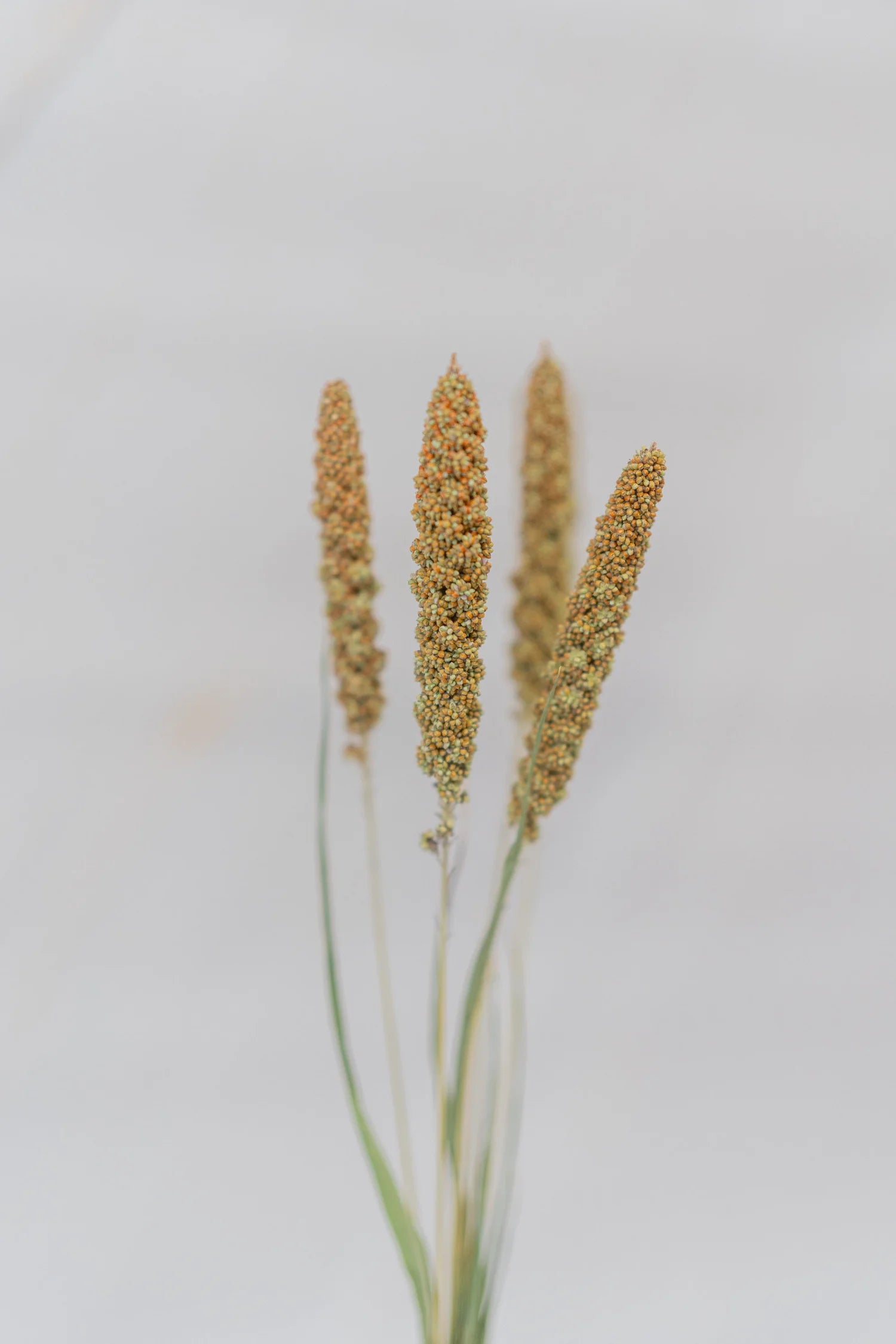 pinard floriculteur paysager grossiste en fleurs séchées mauricie centre du québec
