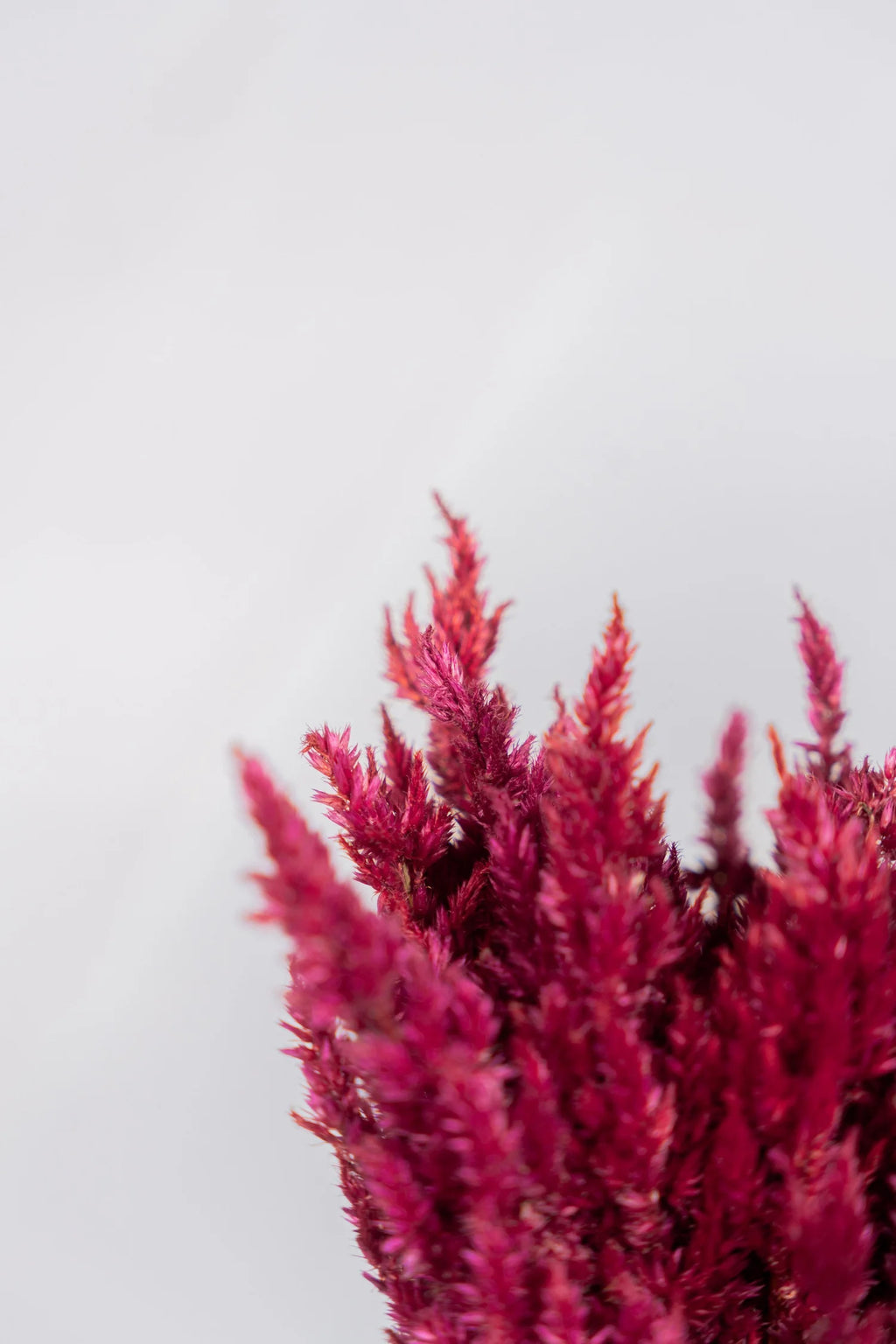 pinard floriculteur paysager grossiste en fleurs séchées mauricie centre du québec
