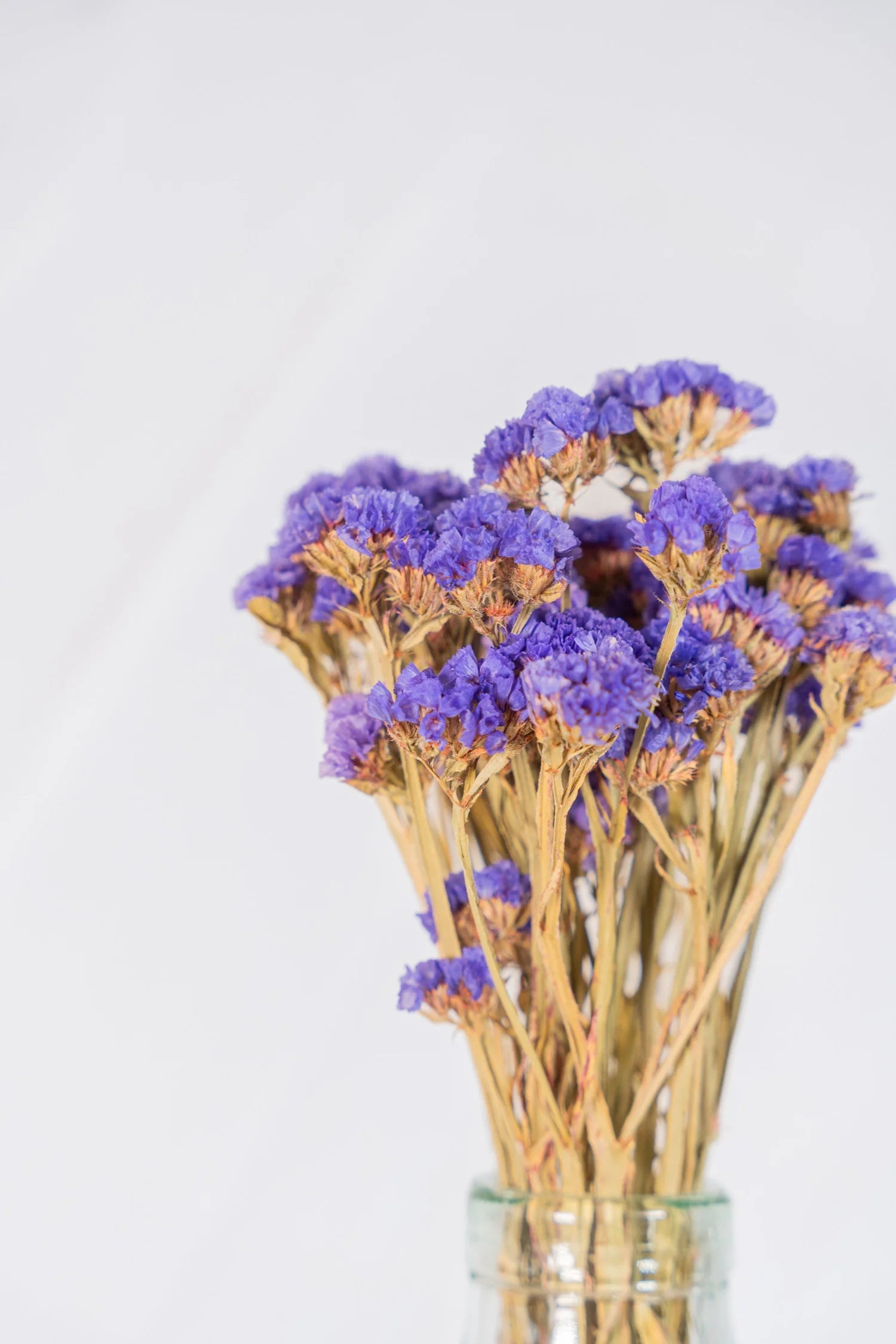 pinard floriculteur paysager grossiste en fleurs séchées mauricie centre du québec