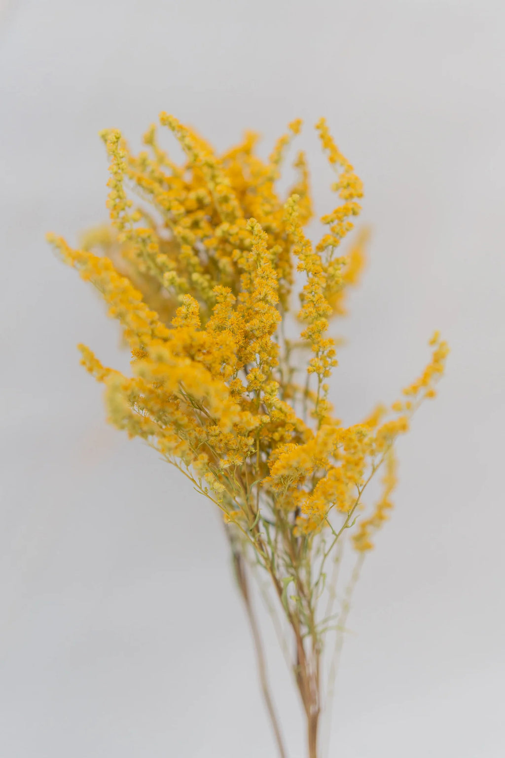 pinard floriculteur paysager grossiste en fleurs séchées mauricie centre du québec