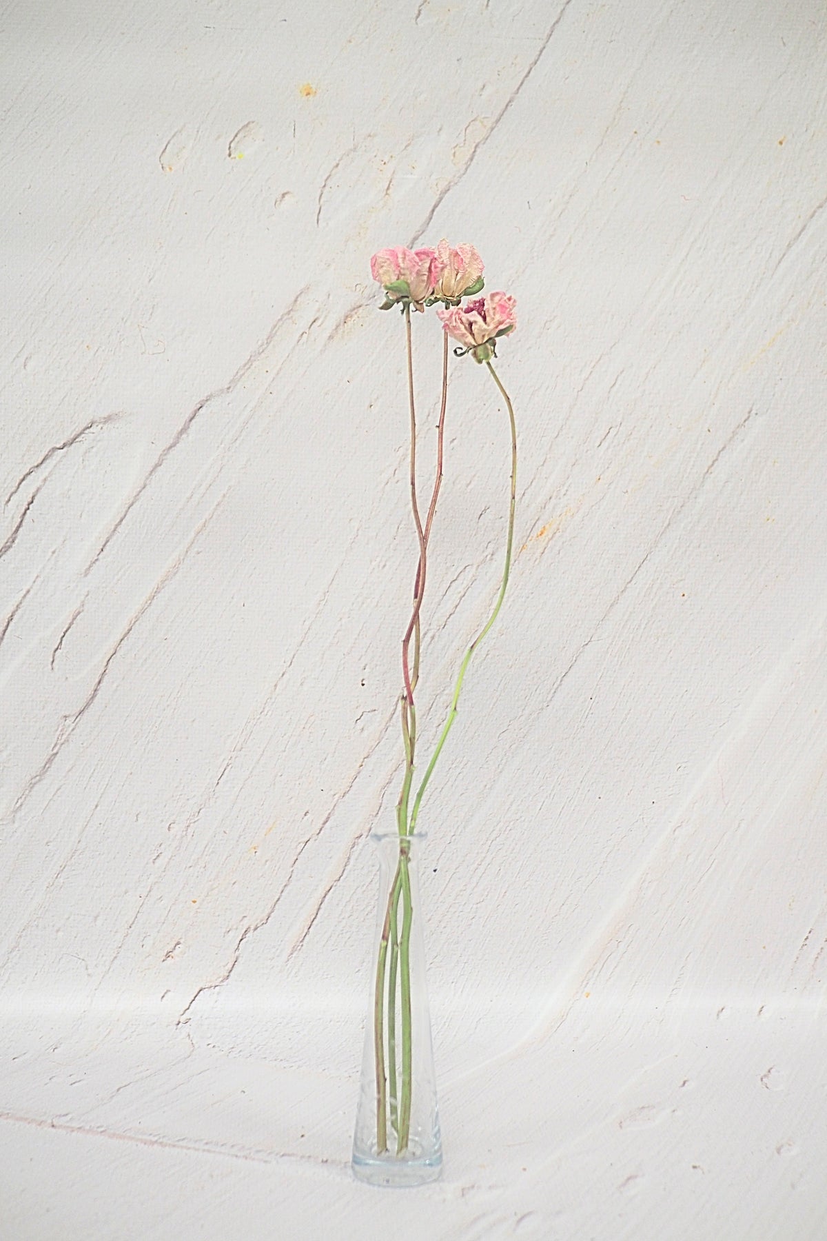Pivoine Cœur de Cerise