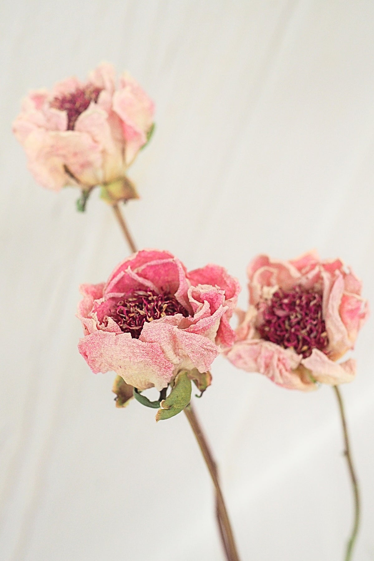 Pivoine Cœur de Cerise