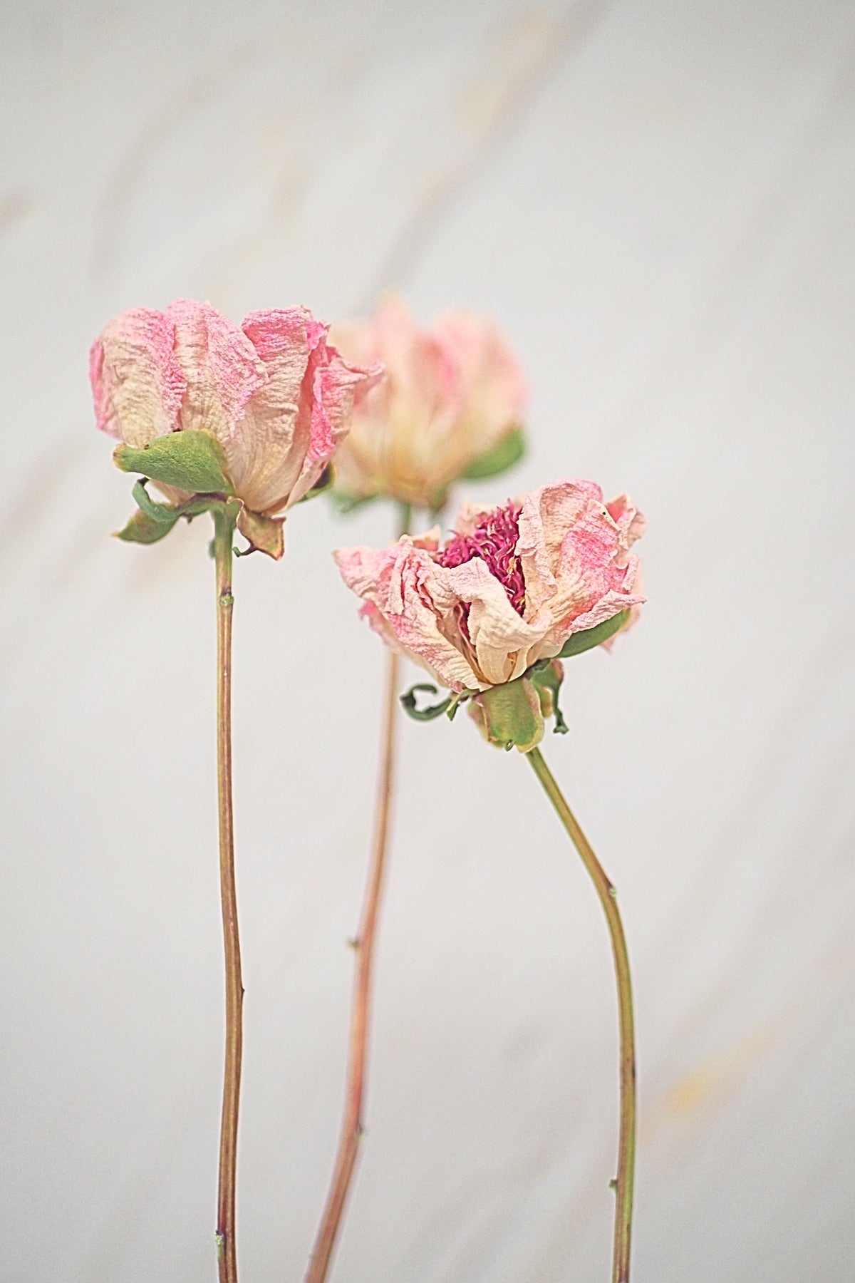 Pivoine Cœur de Cerise