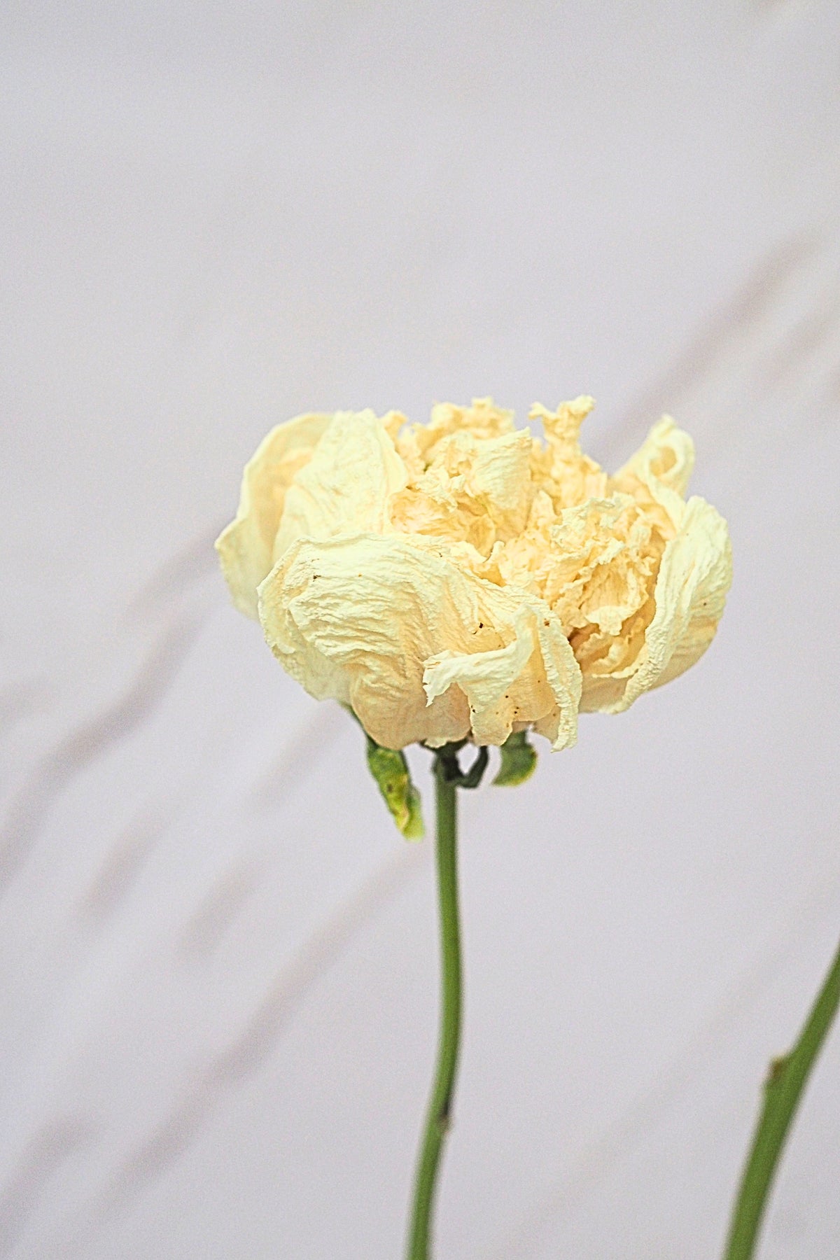 Pivoine Crème - Vanille
