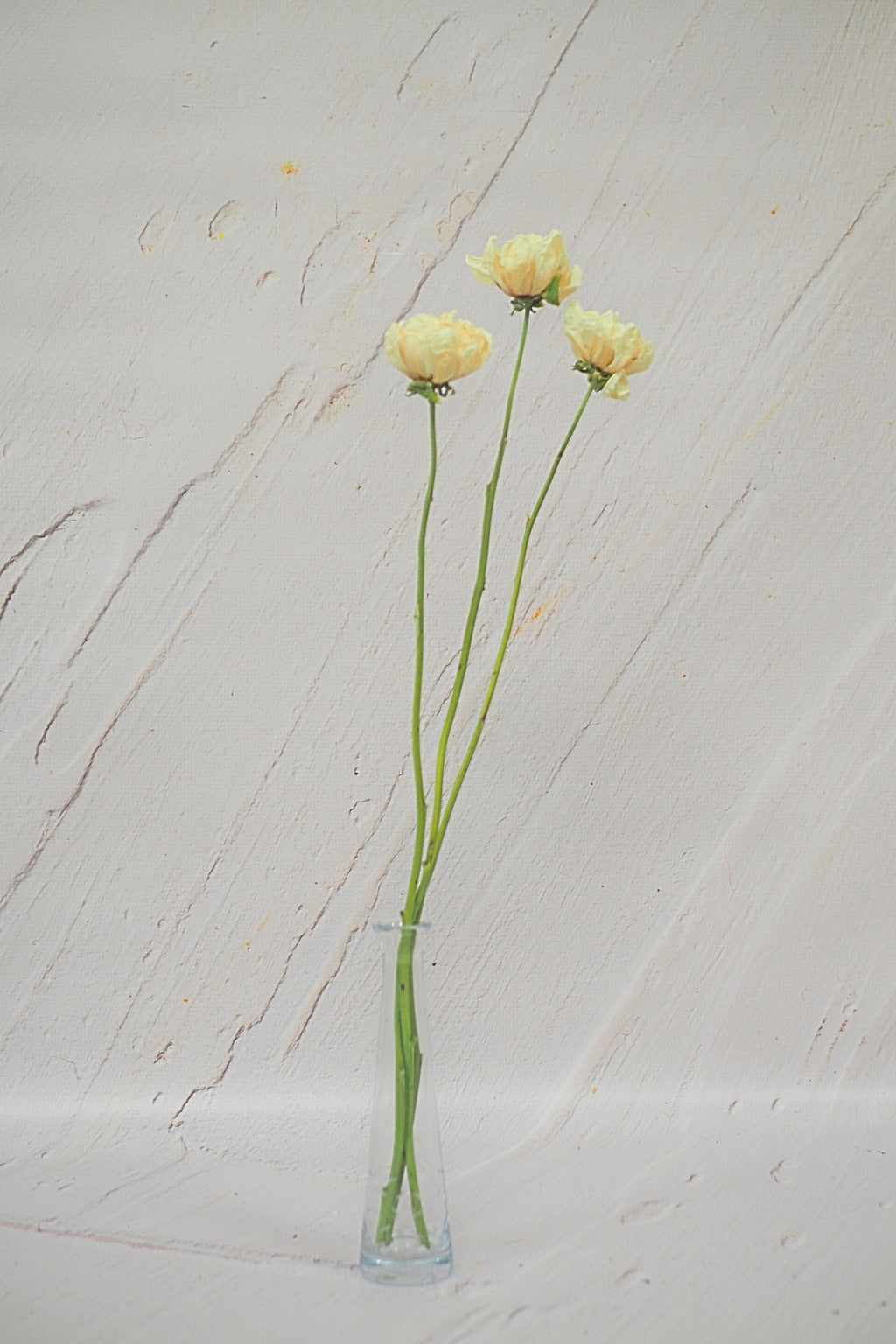 Pivoine Crème - Vanille