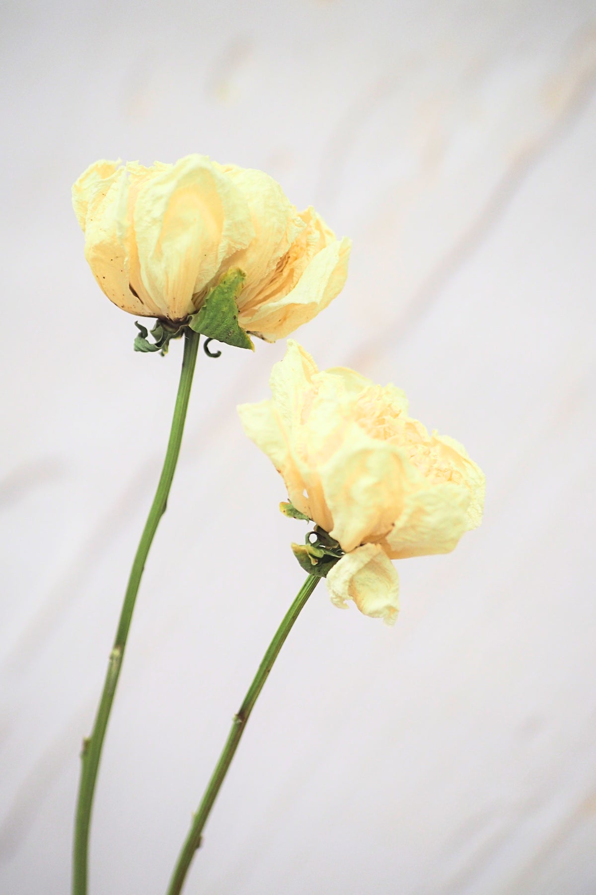 Pivoine Crème - Vanille