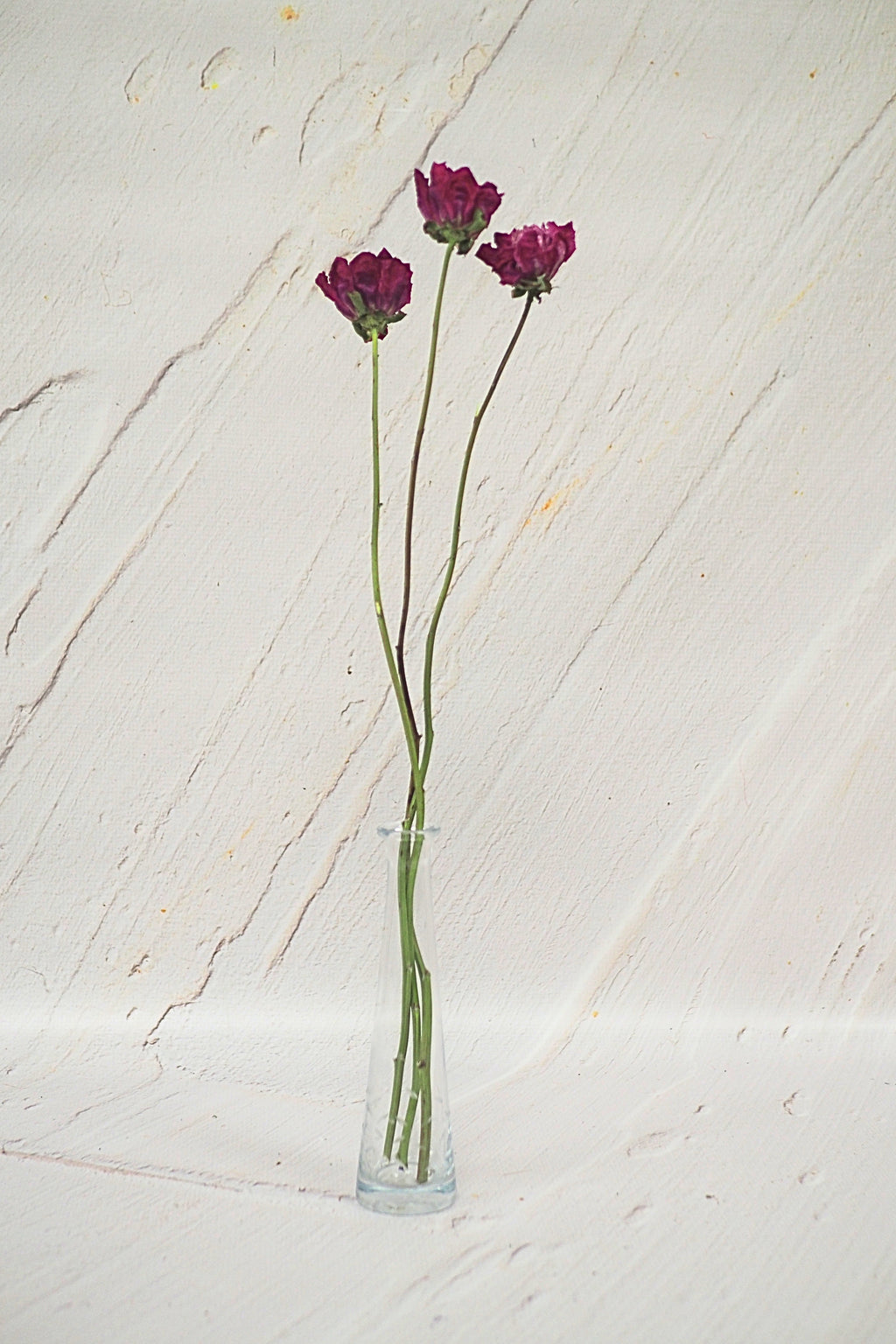 Pivoine Gelée de Petits Fruits