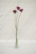 Pivoine Gelée de Petits Fruits