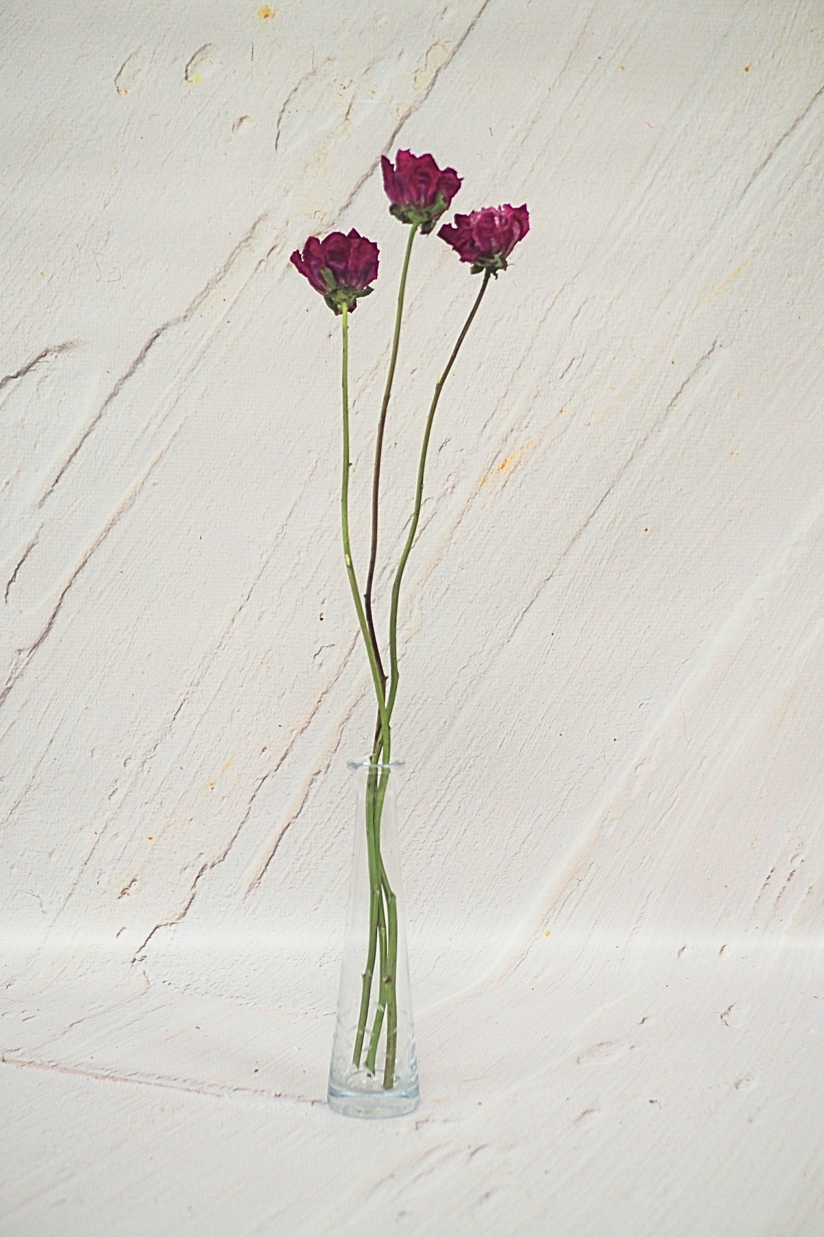 Pivoine Gelée de Petits Fruits