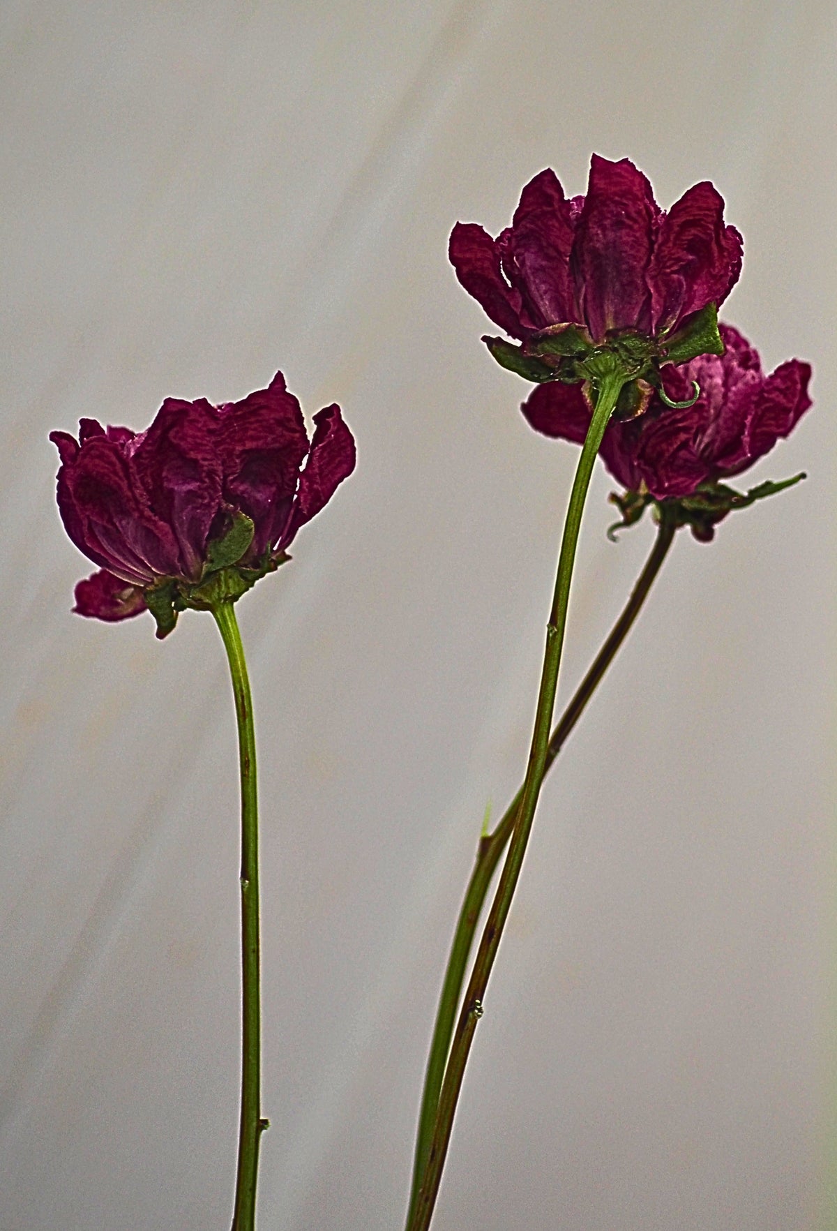 Pivoine Gelée de Petits Fruits