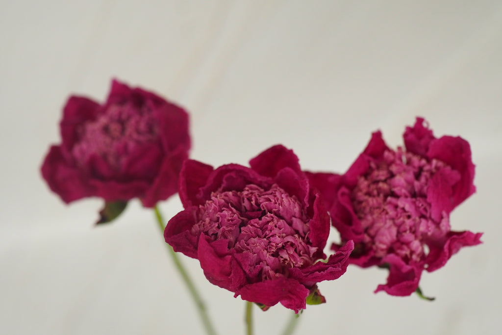 Pivoine Gelée de Petits Fruits