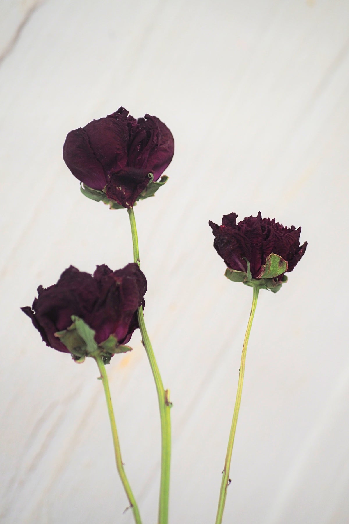 Pivoine Parfait à la Mûre