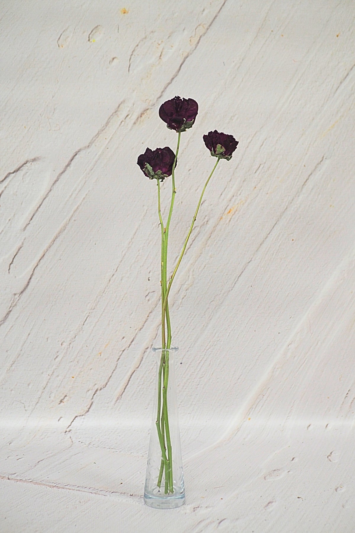 Pivoine Parfait à la Mûre