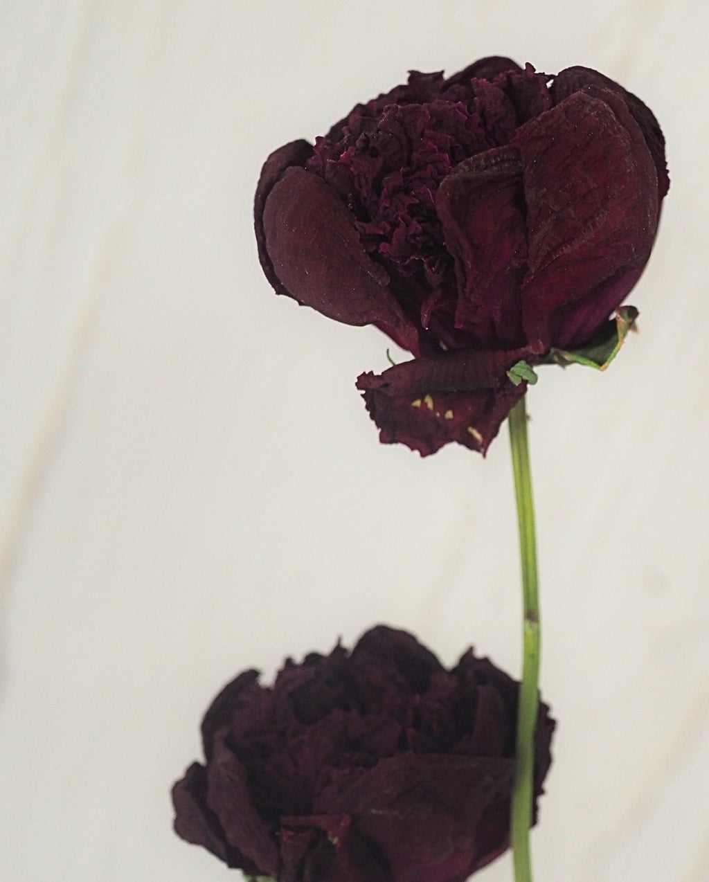 Pivoine Parfait à la Mûre