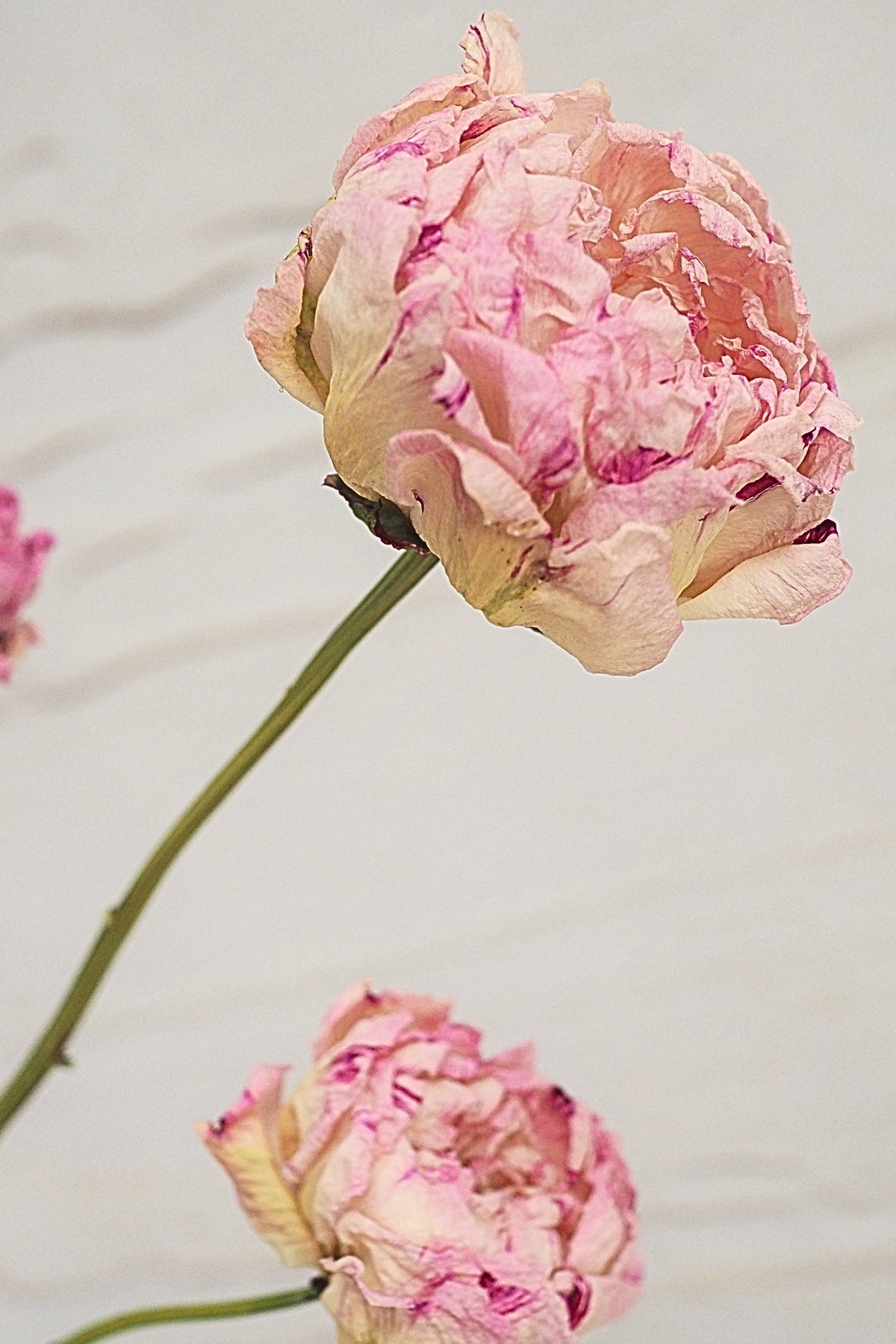 Pivoine Sorbet Vanille - Fraise