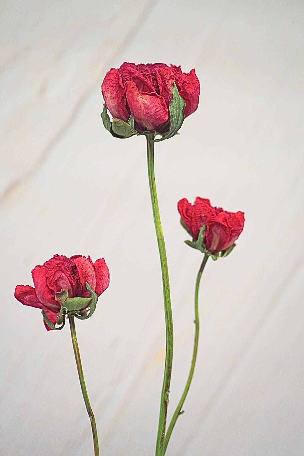 Pivoine Sorbet Framboise