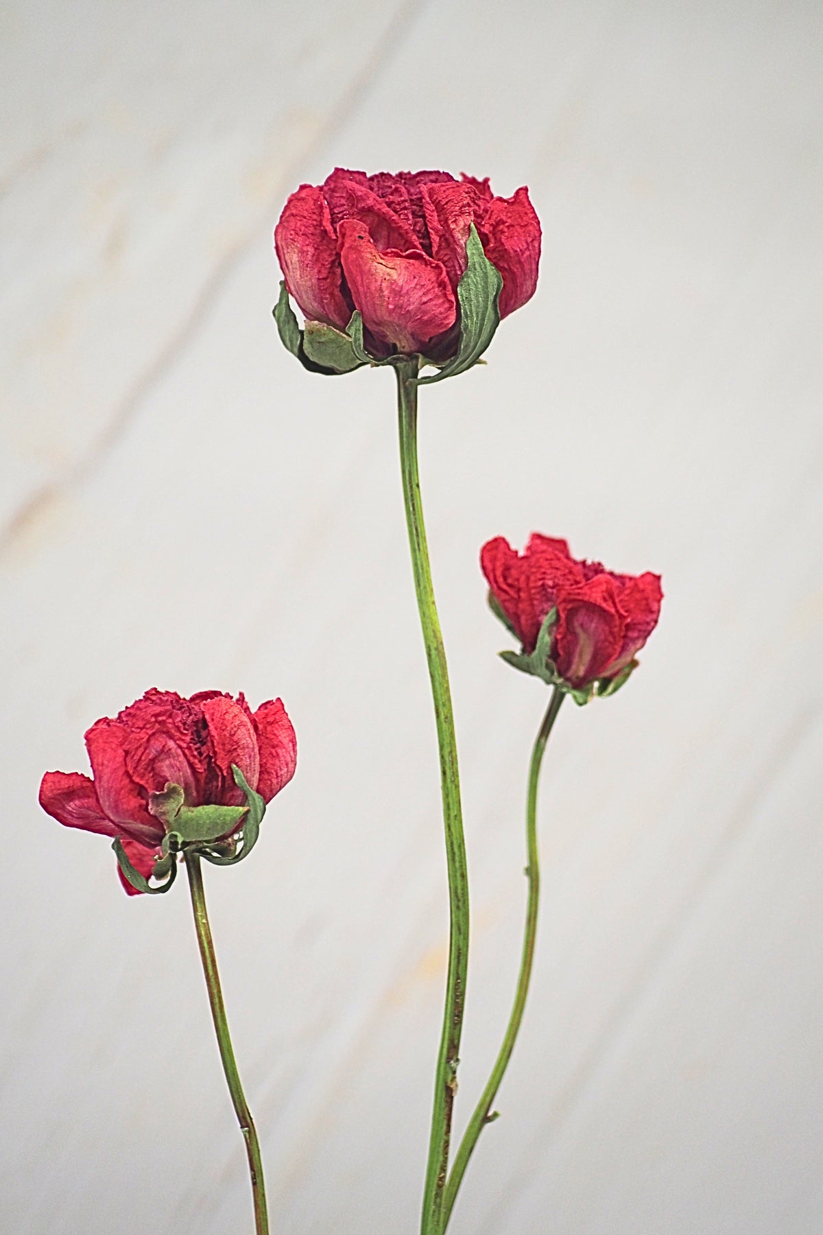 Pivoine Sorbet Framboise
