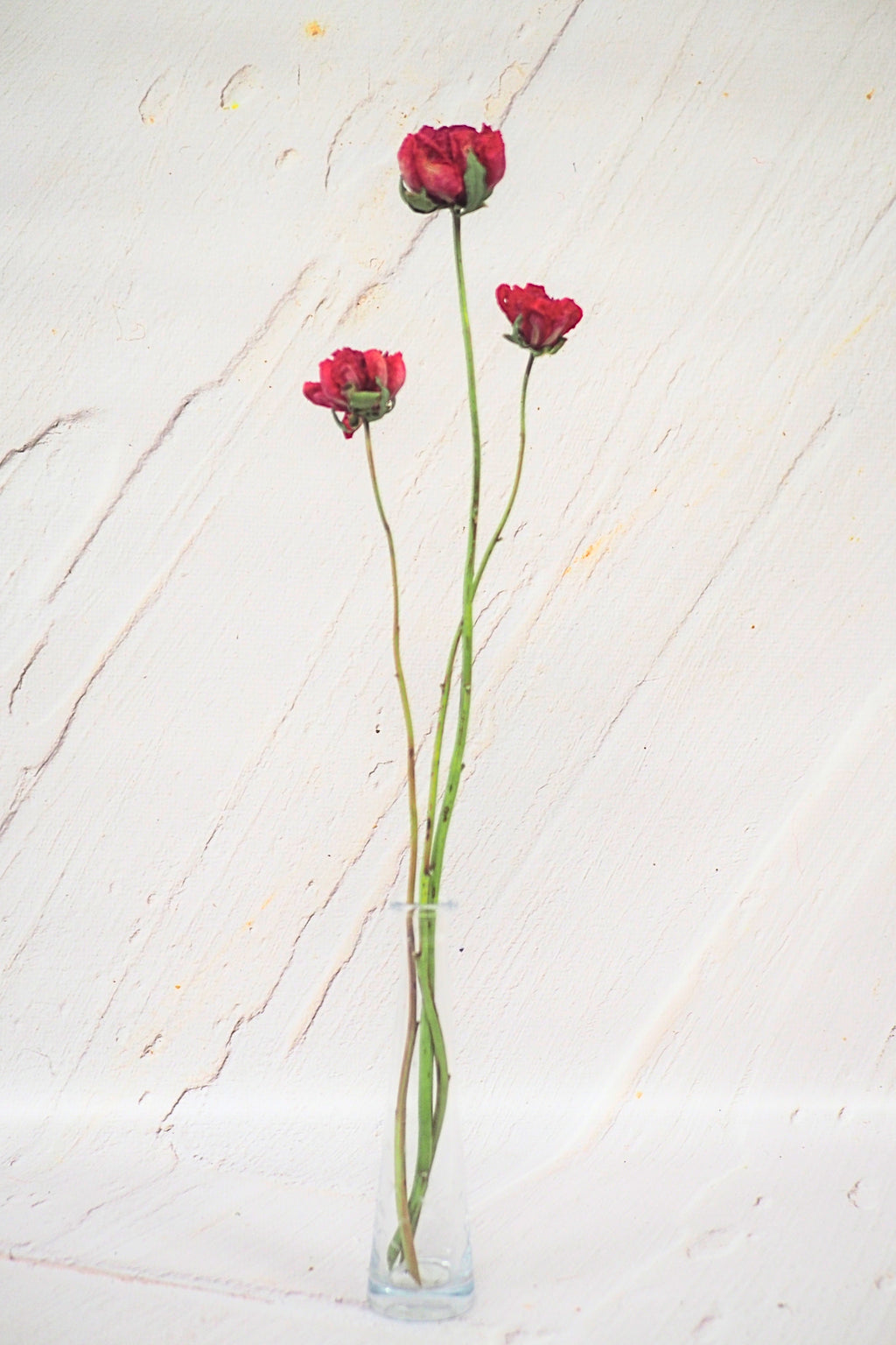 Pivoine Sorbet Framboise