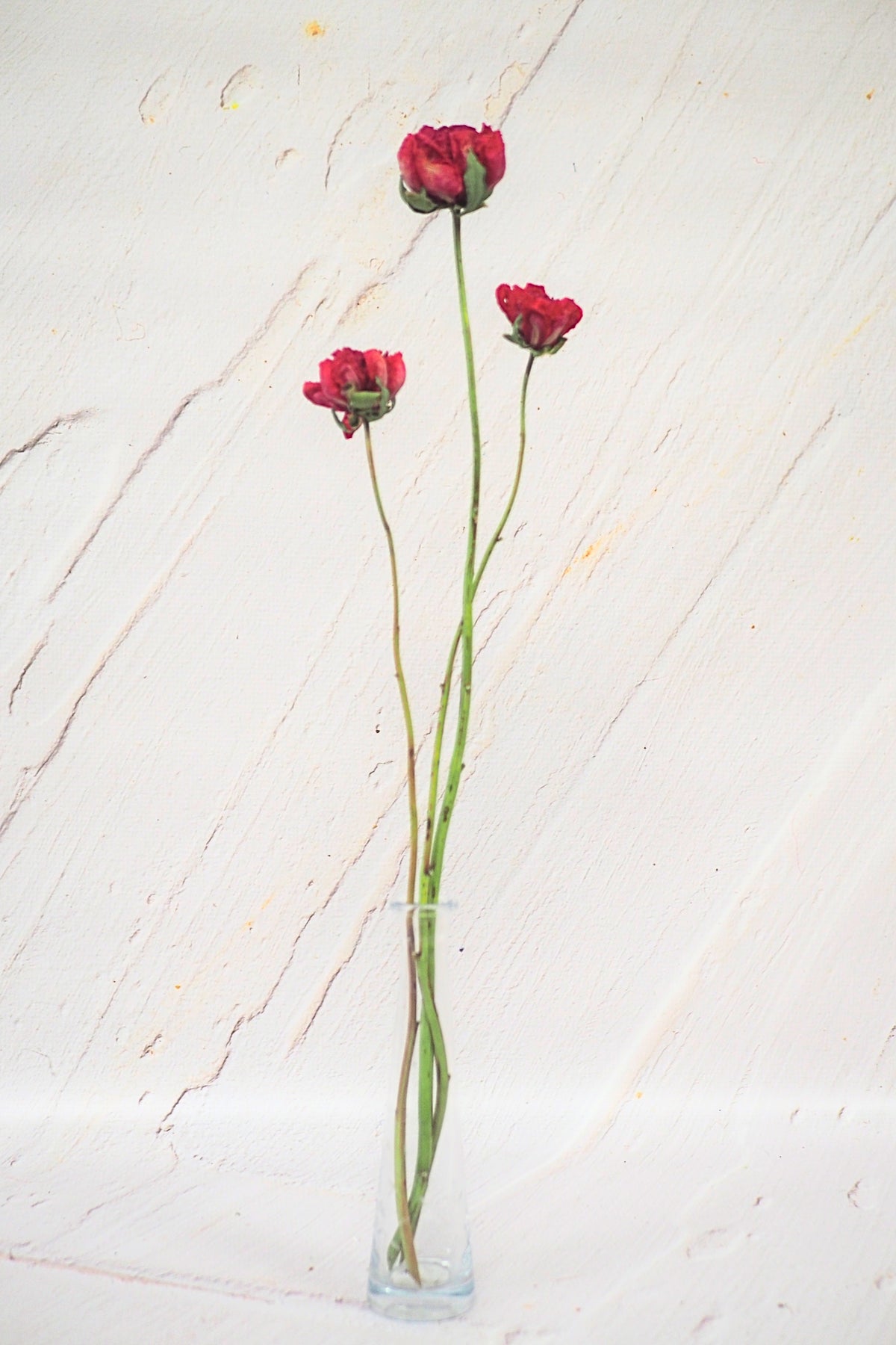 Pivoine Sorbet Framboise