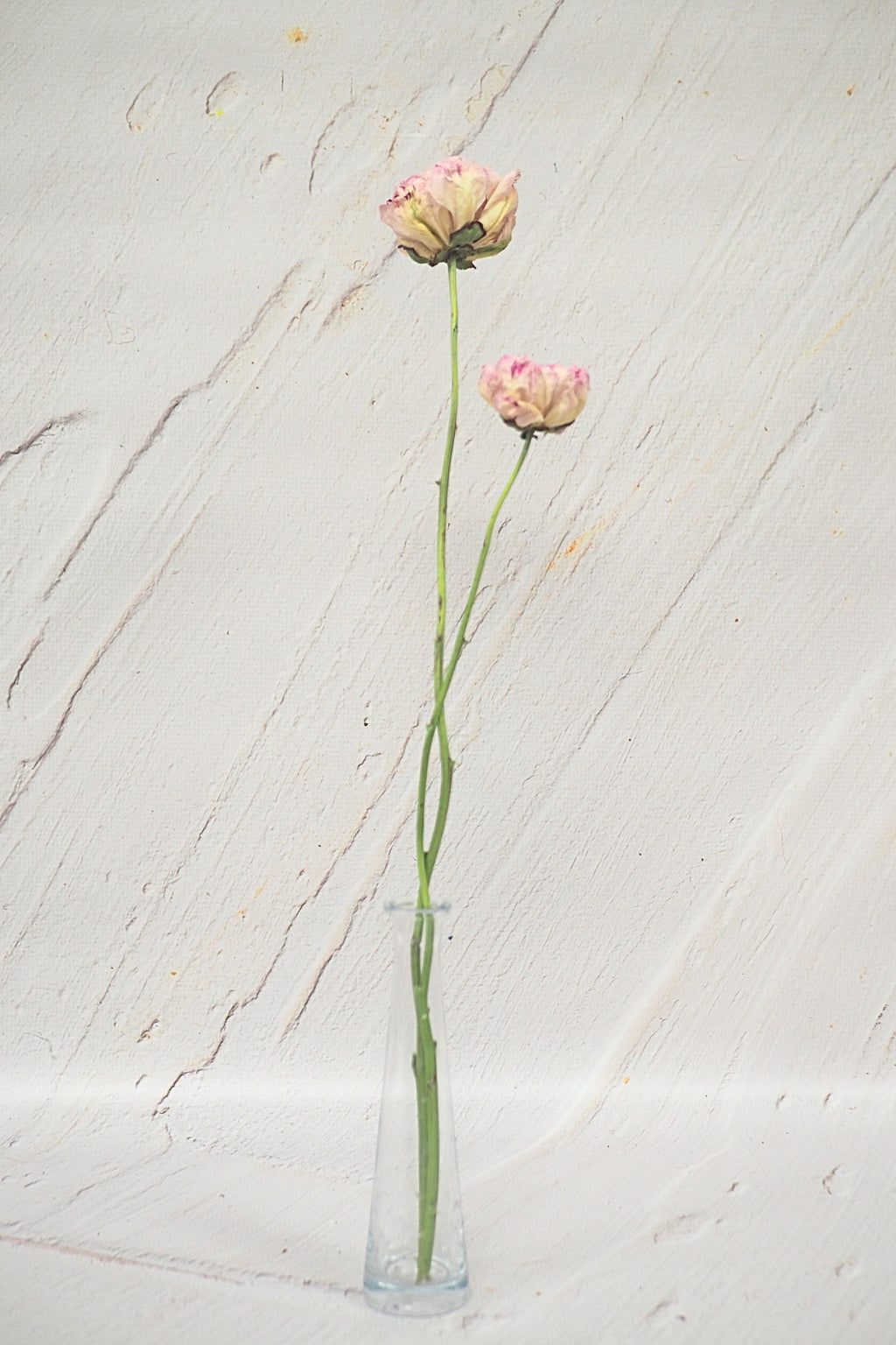 Pivoine Sorbet Vanille - Fraise