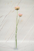 Pivoine Sorbet Vanille - Fraise