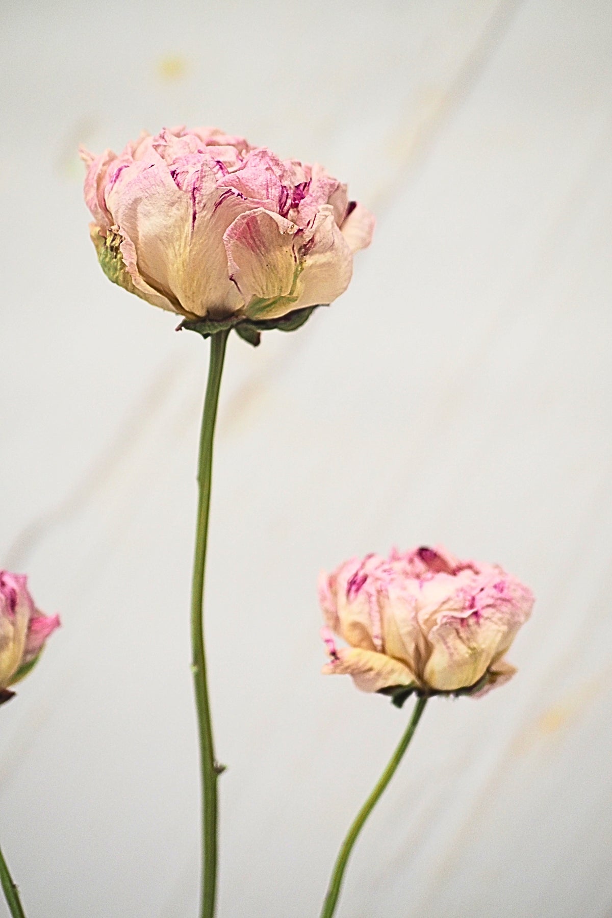Pivoine Sorbet Vanille - Fraise