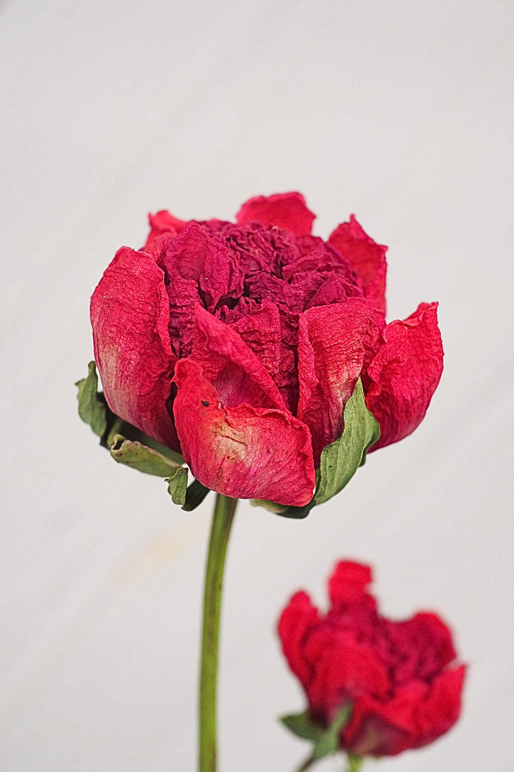 Pivoine Sorbet Framboise