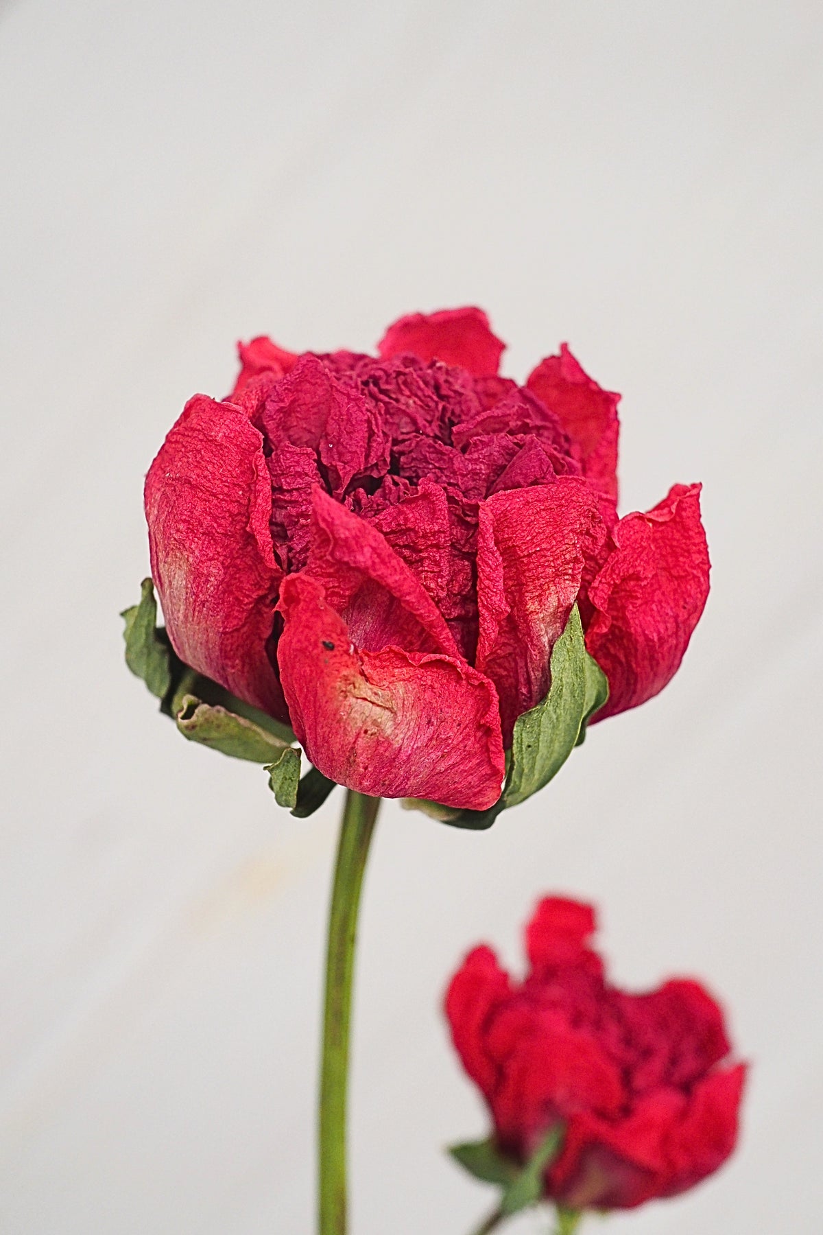 Pivoine Sorbet Framboise