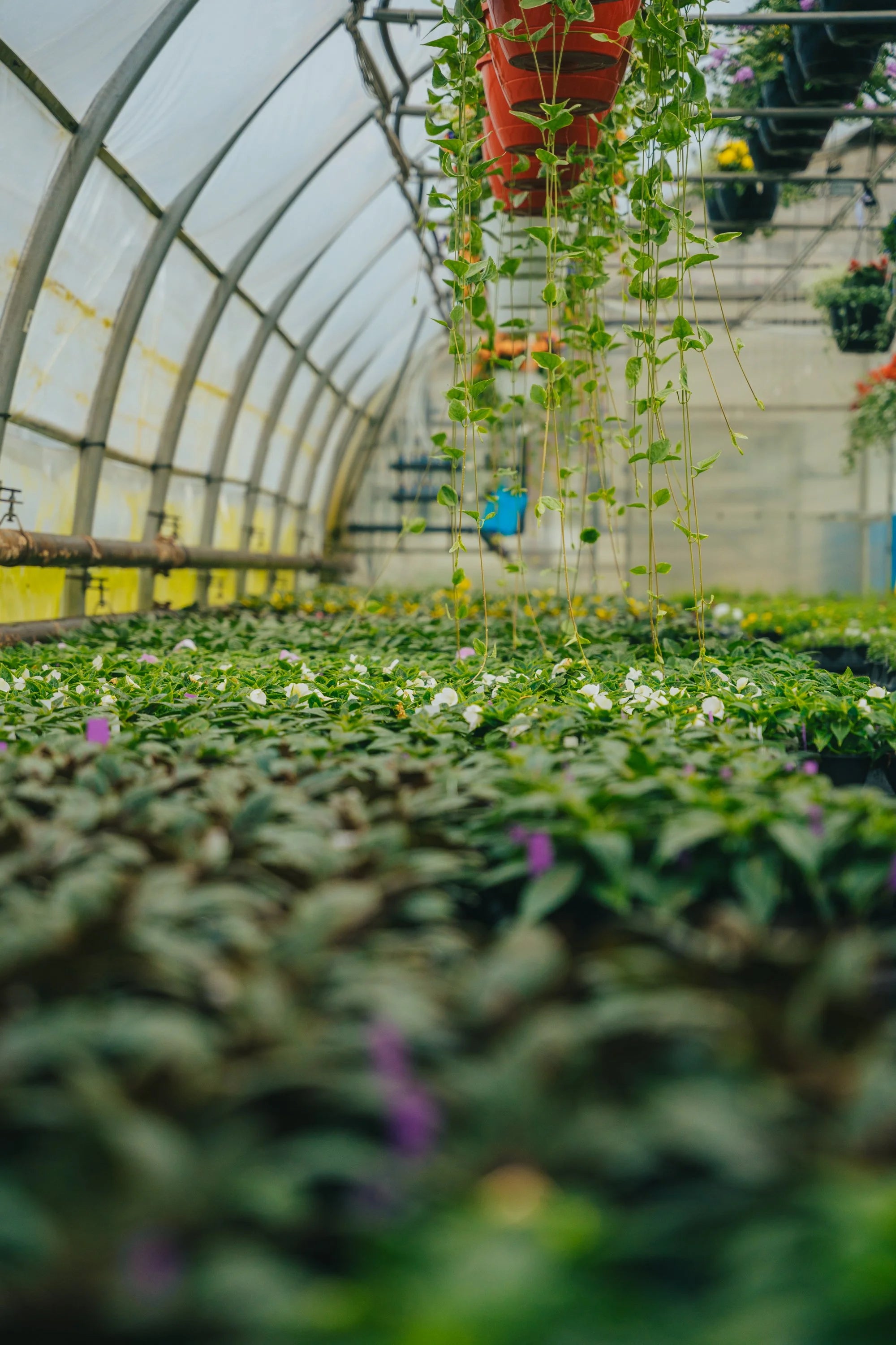 pinard floriculteur paysager aménagement paysager production en serre entretien paysager mauricie centre du québec