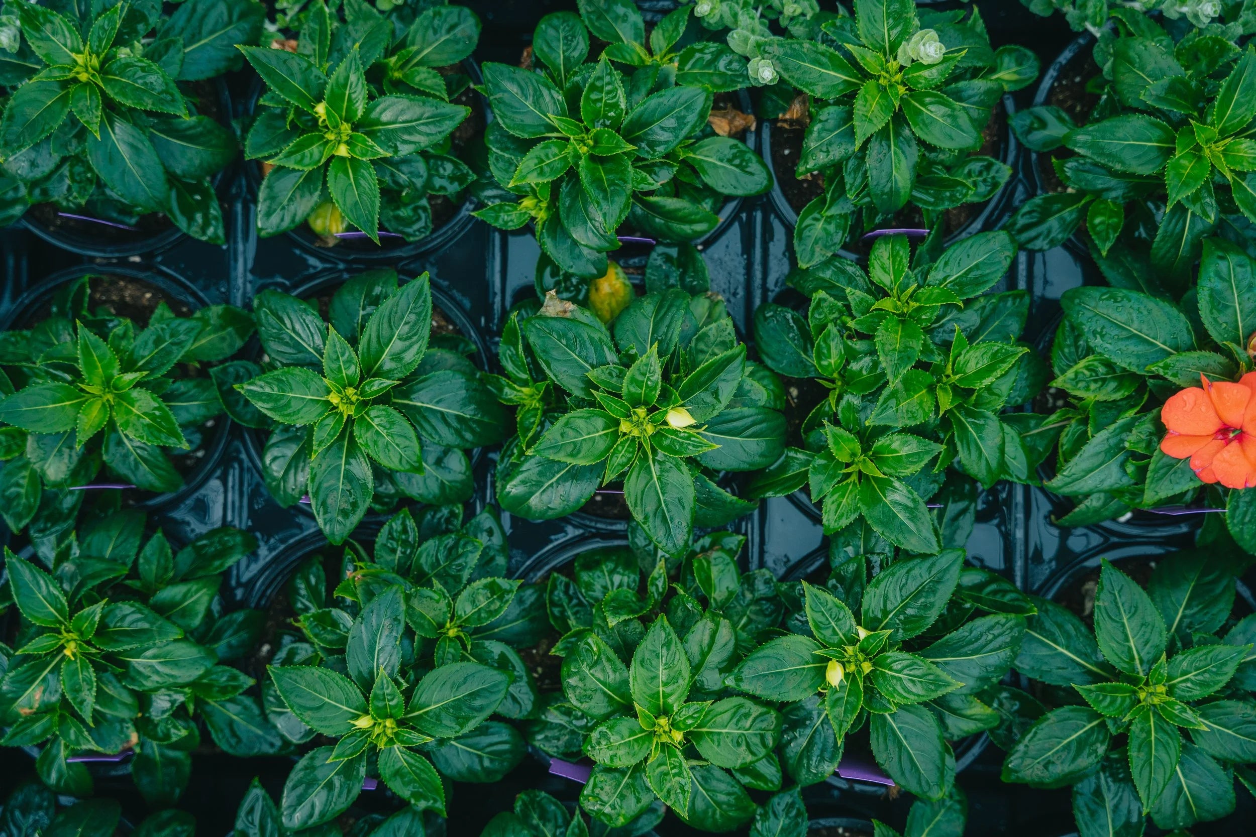 pinard floriculteur paysager aménagement paysager production en serre entretien paysager mauricie centre du québec